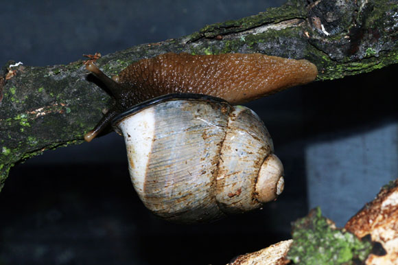 Acavus haemastoma melanotragus Induruwa, Sri Lanka adult